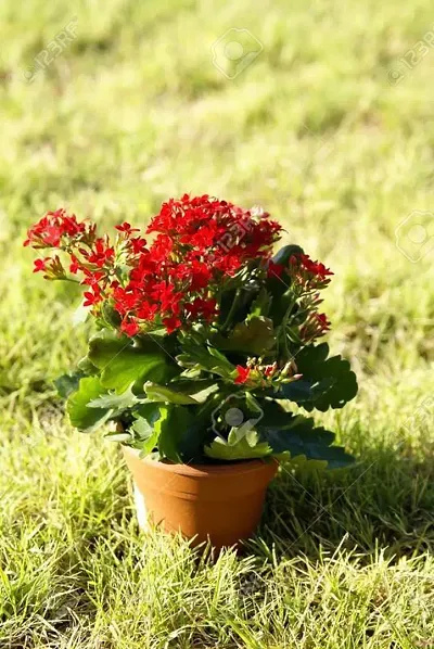 Hot Selling Plant & Planters 