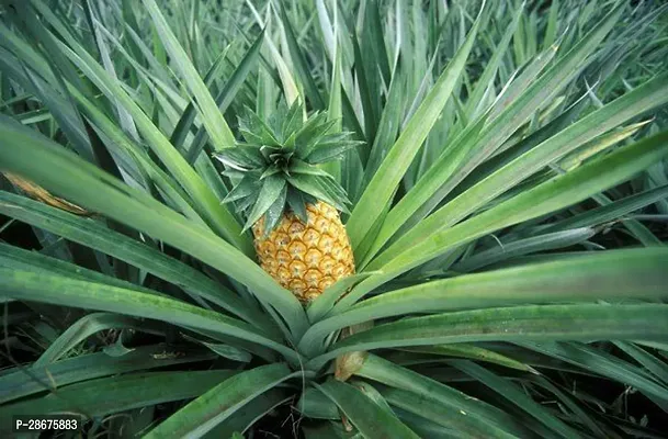 Platone Pine Apple Plant Abacaxi Pine apple Plant-thumb2