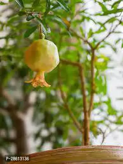 Platone Pomegranate Plant _Go85168