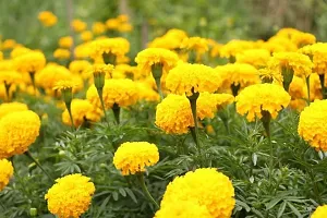 Platone Marigold Plant Marigold Plant-thumb1