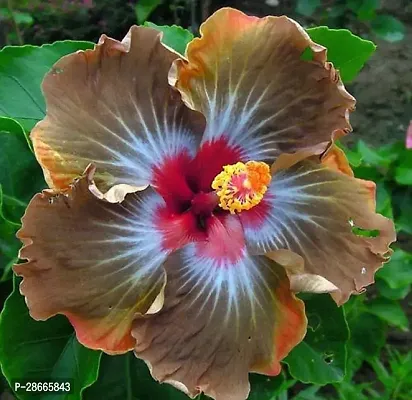 Platone Hibiscus Plant HibiscusPlant-thumb0