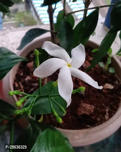 Platone Jasmine Plant Jasmine Crepe Jasmine Chinese Tagor Night Blooming Jasmine Plant CF000785