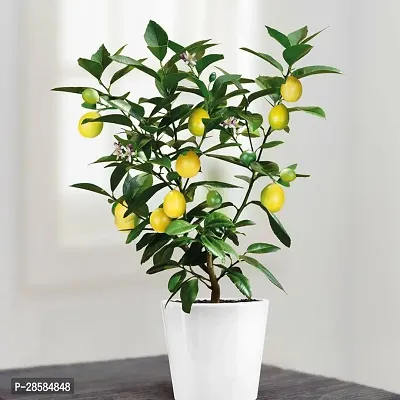 Platone Lemon Plant Lemon plant 34-thumb0