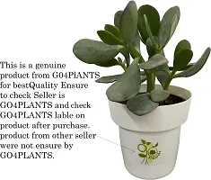 Platone ShamiJand Plant Natural shami sami live plant with pot (pack of 1)-thumb1