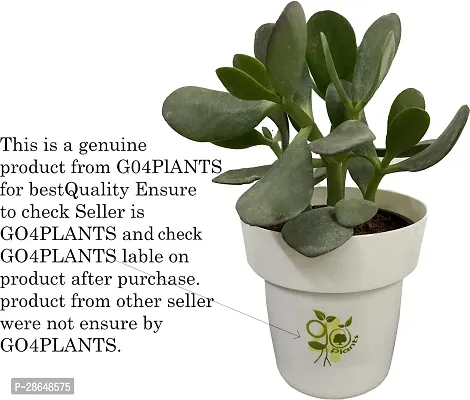 Platone ShamiJand Plant Natural shami sami live plant with pot (pack of 1)-thumb2