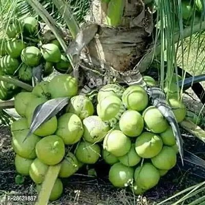 Platone Coconut Plant coconut53