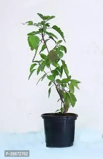 Platone Tulsi Plant Rama_Tulsi_Plant