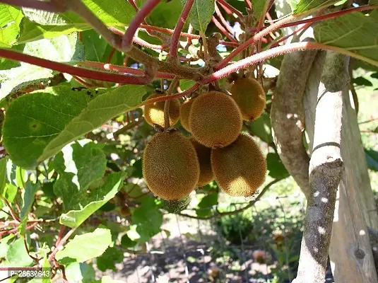 Platone Kiwi Plant JHKIY144-thumb0