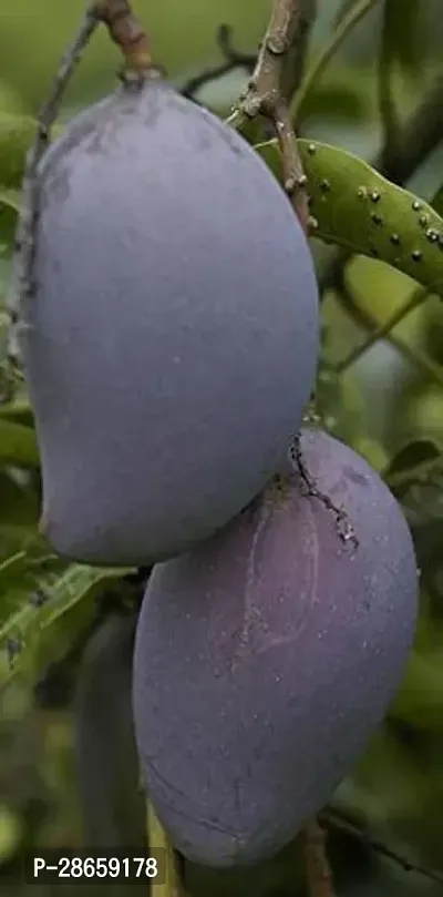 Platone Mango Plant BLACK STONE MANGO PLANT