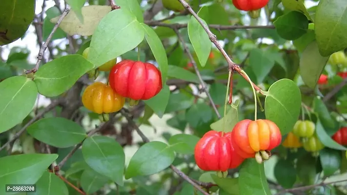 Platone Cherry Fruit Plant CPU