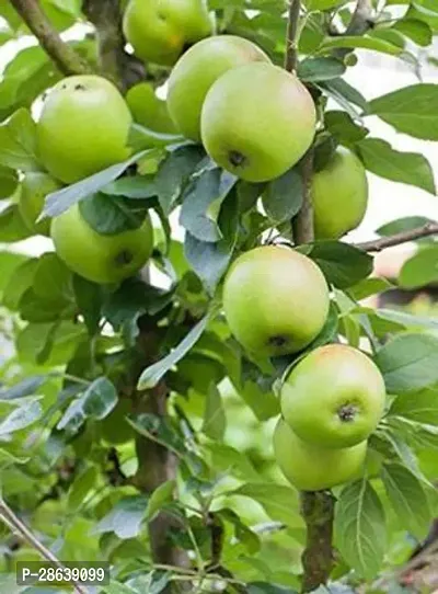 Platone Apple Plant Indian Jujube Apple Ber ( Grafted ) Fruit Plants And Tree v6-thumb0