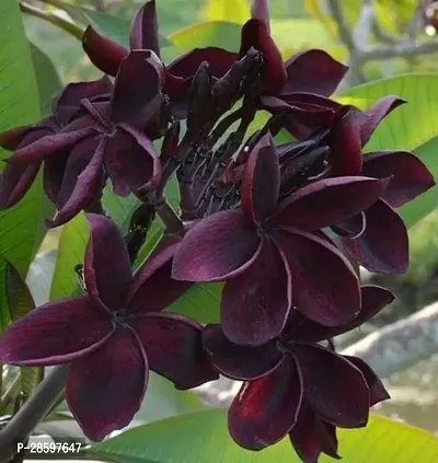 Platone Plumeria Plant Plumeria plant