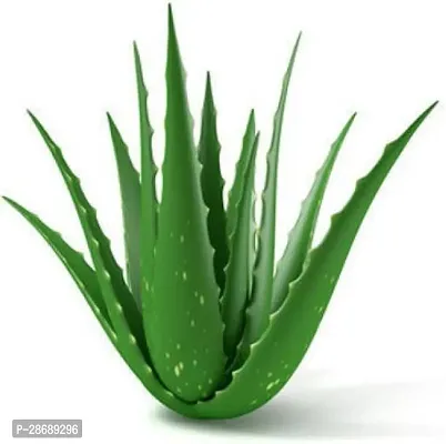 Platone Aloe Vera Plant Aloe Vera Plant-25