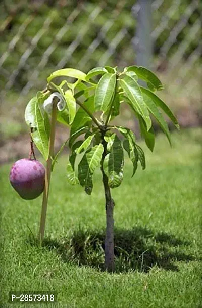 Platone Mango Plant Grafted purple mango live plant.-thumb0