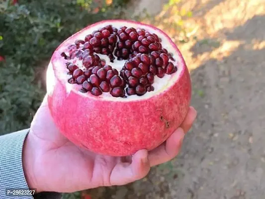 Platone Pomegranate Plant Anar plant15-thumb0