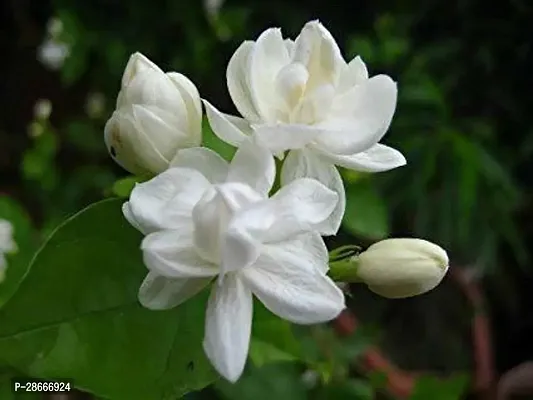 Platone Jasmine Plant JASMINE-01-thumb0