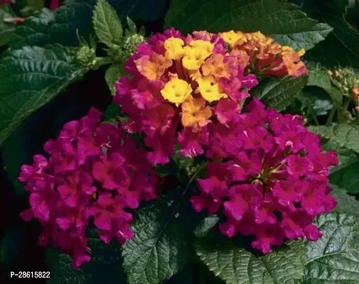 Platone Lantana Plant Lantana Plant-1-thumb0