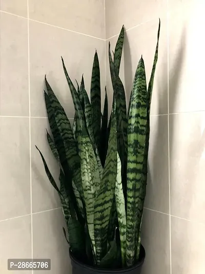 Platone Snake Plant SNAKE PLANT- FULLY MATUREAIR PURIFIER-thumb0