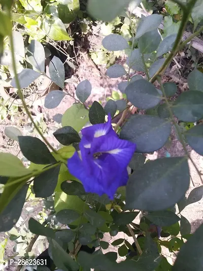 Platone Aparajita Butterfly Pea Plant Aparajita, nilkantha dark blue plant-thumb0