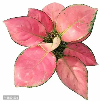 Platone Pink Lipstick Plant NKKLNLK42