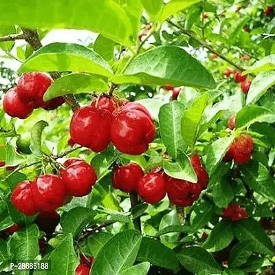 Platone Cherry Fruit Plant Sweet cherry Fruit Plant c1-thumb0