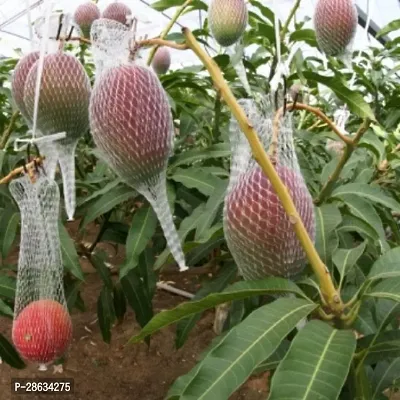 Platone Mango Plant Live Dwarf Thailand MangoPlant