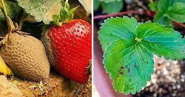 Platone Strawberry Plant STRAWBERRY PLANT RRF-thumb1