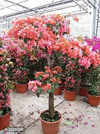 Platone Bougainvillea Plant 757Bougainvillea Hybrid Plant