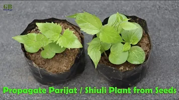 Platone ParijatHarsingar Plant SHLF-BPC-CB-10MAR-93-thumb2