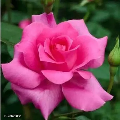 Platone Rose Plant Rose plant live