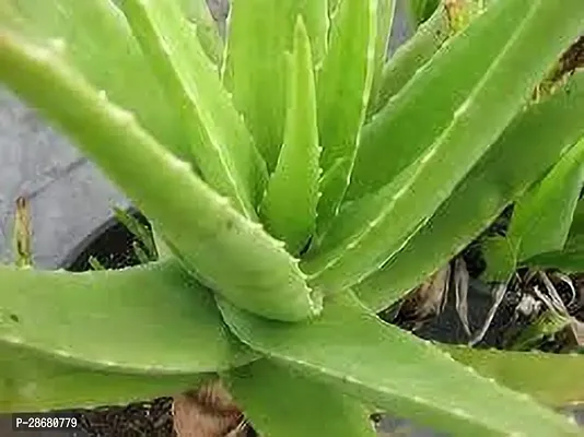 Platone Aloe Vera Plant Aloe Vera Plant 043