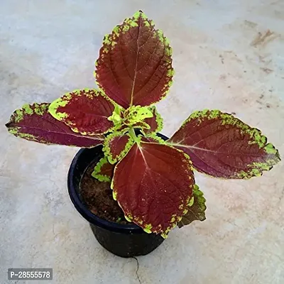 Platone Coleus Plant Coleus-thumb2