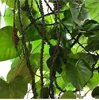 Platone Giloy Plant IAIR-566-Holy Krishna Giloy Tinospora Cordifolia The Magical Medicinal Plant-thumb2