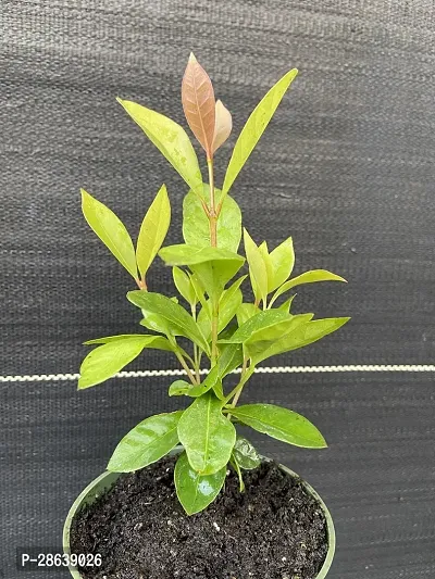 Platone Guava Plant Guava plant42