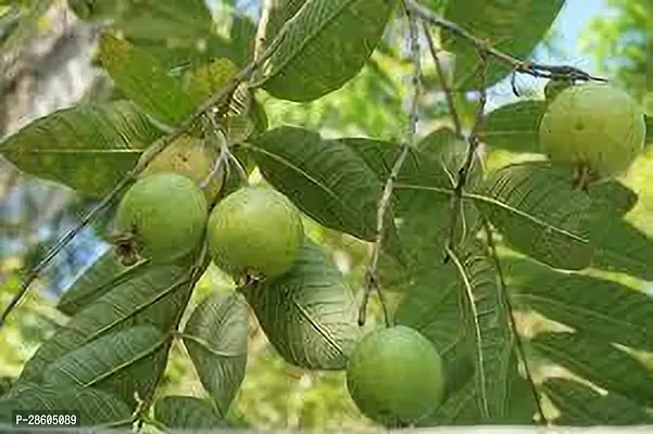 Platone Guava Plant GUAVA PLANT 33Q-thumb3