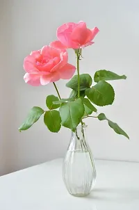 Platone Rose Plant Rose Plant BG-48-thumb1