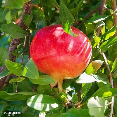 Platone Pomegranate Plant Pomegranate Plant 0104