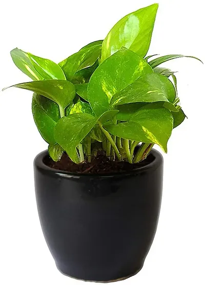 Best Selling Plant & Planters 