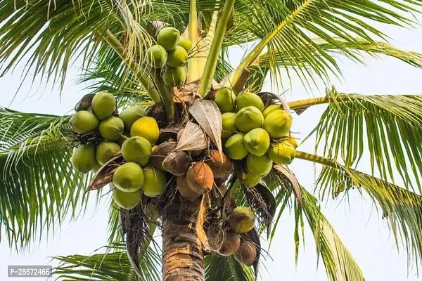 Platone Coconut Plant Nareyal Plant 05