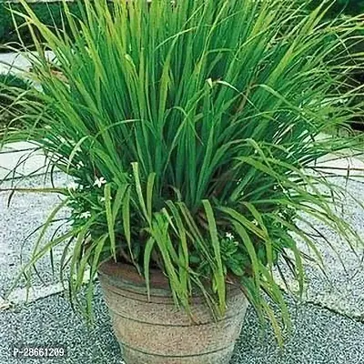 Platone Lemon Grass Plant DRLMGRASS14-thumb0