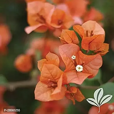 Platone Baugainvillea Plant Bougainvillea Plant CF000811-thumb0