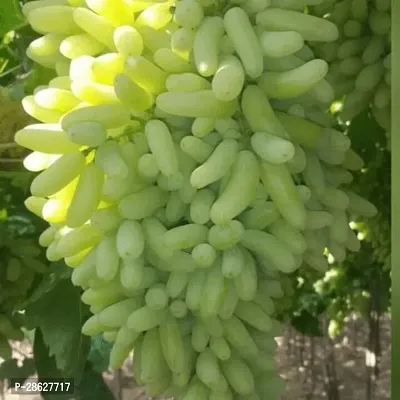 Platone Grapes Plant Grapes Plant