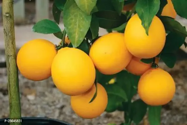 Platone Lemon Plant Kg lemons plant