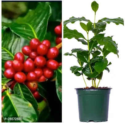 Platone Coffee Plant Coffee Plant 1