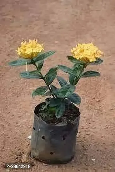 Platone Ixora Plant IXORA PLANT WWWE