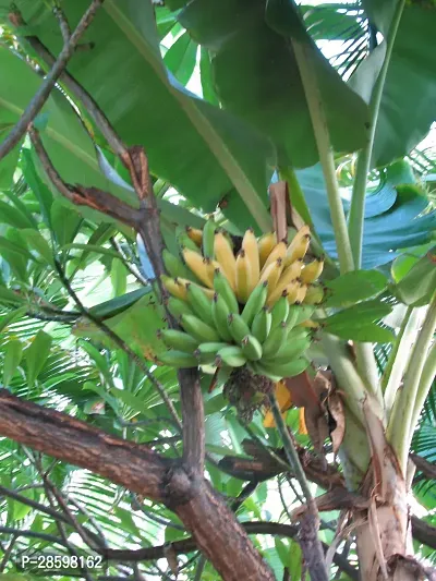 Platone Banana Plant KelaPlant -02911