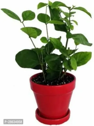 Platone Jasmine Plant JASMINE1211