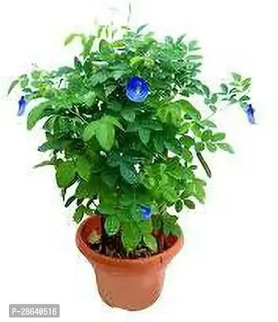 Platone Aparajita Butterfly Pea Plant Asian pigeonwings aprajita plant-102-thumb0