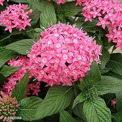 Platone Draffe Plant Pentas Plant Pink - Flowering Plants Flowers Garden Live Plant Nursery Indoor Outdoor Living Plants-thumb2