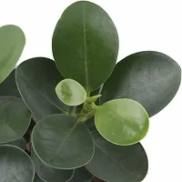 Platone Ficus Plant Ficus Plant-thumb1